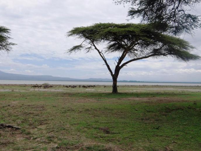 El esplendor de Kenia
